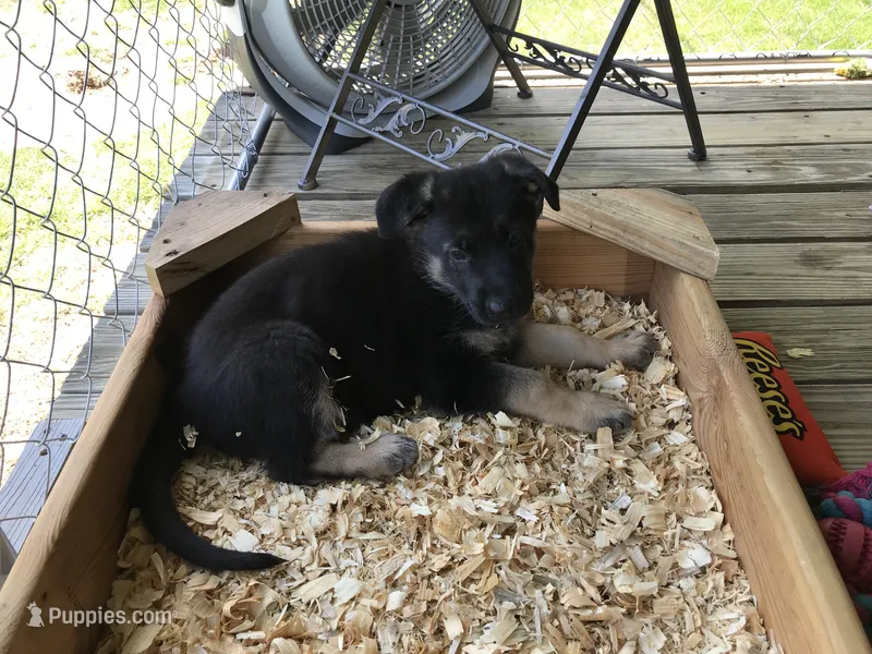 Lime (collar). Female – German Shepherd Dog puppy for sale in Lufkin, TX