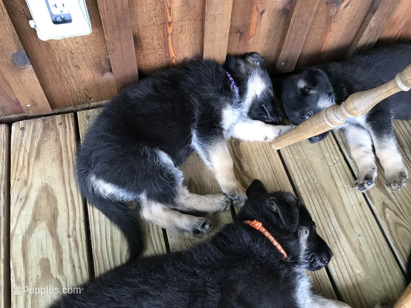 Lavender (collar) Female – German Shepherd Dog puppy for sale in Lufkin, TX