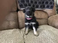 Pink (collar), a female German Shepherd Dog for sale in Lufkin, TX – 5 of 8