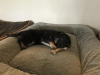Pink (collar), a female German Shepherd Dog for sale in Lufkin, TX – 8 of 8