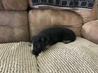 Pink (collar), a female German Shepherd Dog for sale in Lufkin, TX – 3 of 8