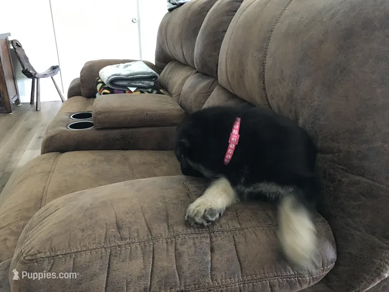 Pink (collar) – German Shepherd Dog puppy for sale in Lufkin, TX
