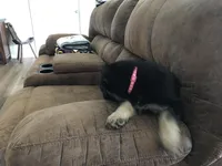 Pink (collar), a female German Shepherd Dog for sale in Lufkin, TX – 1 of 8