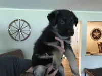 Pink (collar), a female German Shepherd Dog for sale in Lufkin, TX – 6 of 8