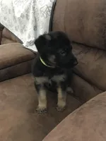 Lime (collar), a female German Shepherd Dog for sale in Lufkin, TX – 1 of 4