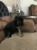 Lime (collar), a female German Shepherd Dog for sale in Lufkin, TX – 4 of 4