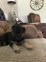 Lime (collar), a female German Shepherd Dog for sale in Lufkin, TX – 3 of 4
