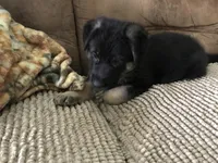 No name (orange collar), a male German Shepherd Dog for sale in Lufkin, TX – 2 of 5