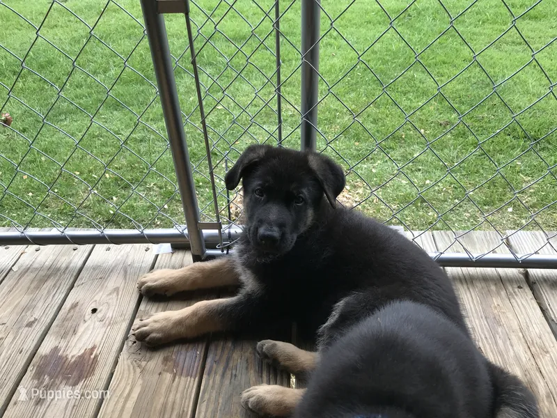 Orange (collar)  Male – German Shepherd Dog puppy on hold in Lufkin, TX