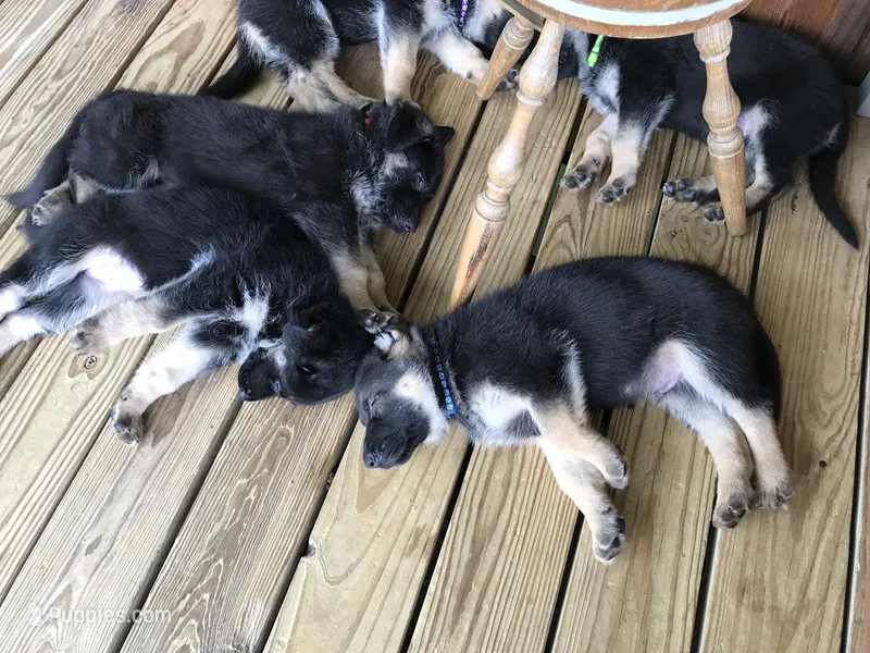  (Blue collar) Male. – German Shepherd Dog puppy on hold in Lufkin, TX
