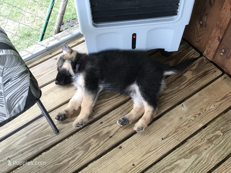 Lavender (collar) Female – German Shepherd Dog puppy for sale in Lufkin, TX