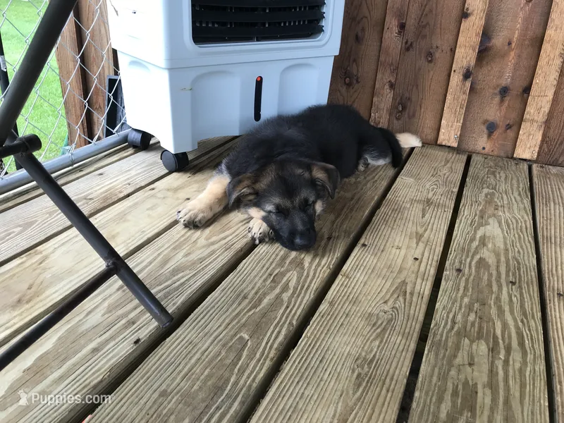 Lavender (collar) Female – German Shepherd Dog puppy on hold in Lufkin, TX