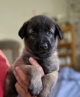 red boy, a male Belgian Malinois for sale in Rose Hill, KS – 4 of 6