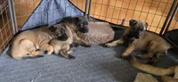 red boy, a male Belgian Malinois for sale in Rose Hill, KS – 6 of 6