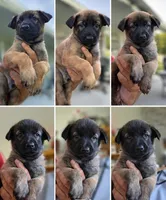 red boy, a male Belgian Malinois for sale in Rose Hill, KS – 5 of 6