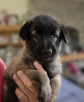 red boy, a male Belgian Malinois for sale in Rose Hill, KS – 2 of 6