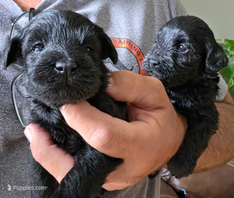 orange girl – Schnoodle puppy for sale in Rose Hill, KS
