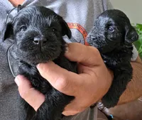 orange girl, a female Schnoodle for sale in Rose Hill, KS – 1 of 2