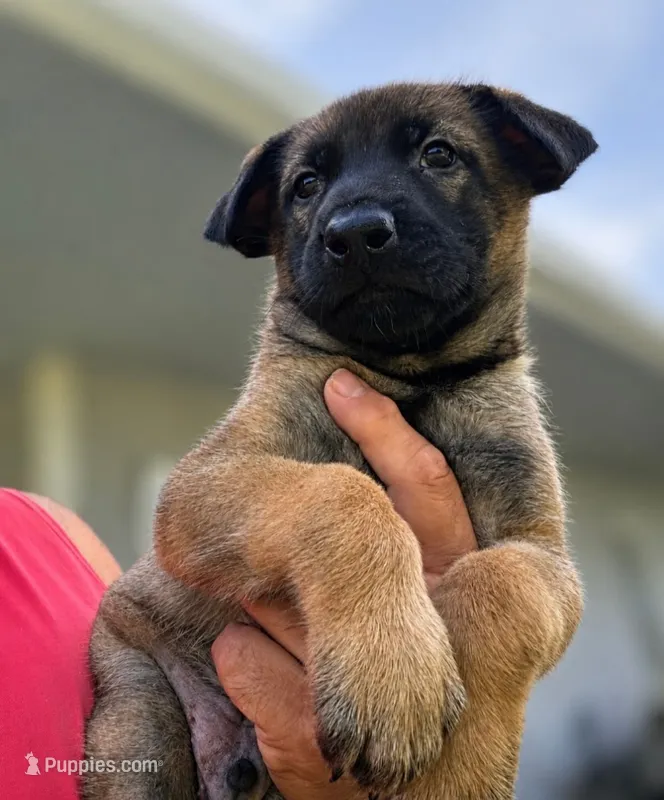 red boy – Belgian Malinois puppy for sale in Rose Hill, KS