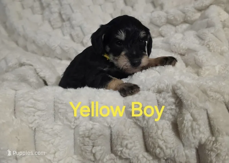 yellow boy – Schnoodle puppy for sale in Rose Hill, KS