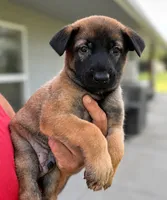 red boy, a male Belgian Malinois for sale in Rose Hill, KS – 3 of 6