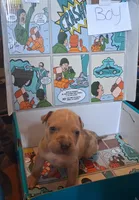 Pitbull terrier mixed with bully , a male American Bully and American Pit Bull Terrier for sale in Troy, NY – 6 of 10