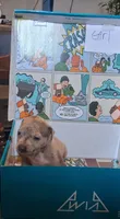 Pitbull terrier mixed with bully , a male American Bully and American Pit Bull Terrier for sale in Troy, NY – 10 of 10
