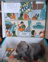 Pitbull terrier mixed with bully , a male American Bully and American Pit Bull Terrier for sale in Troy, NY – 5 of 10