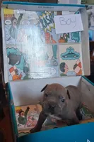 Pitbull terrier mixed with bully , a male American Bully and American Pit Bull Terrier for sale in Troy, NY – 3 of 10