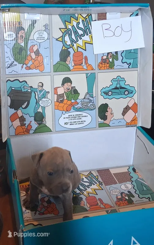 Benny  – American Bully, American Pit Bull Terrier puppy for sale in Troy, NY