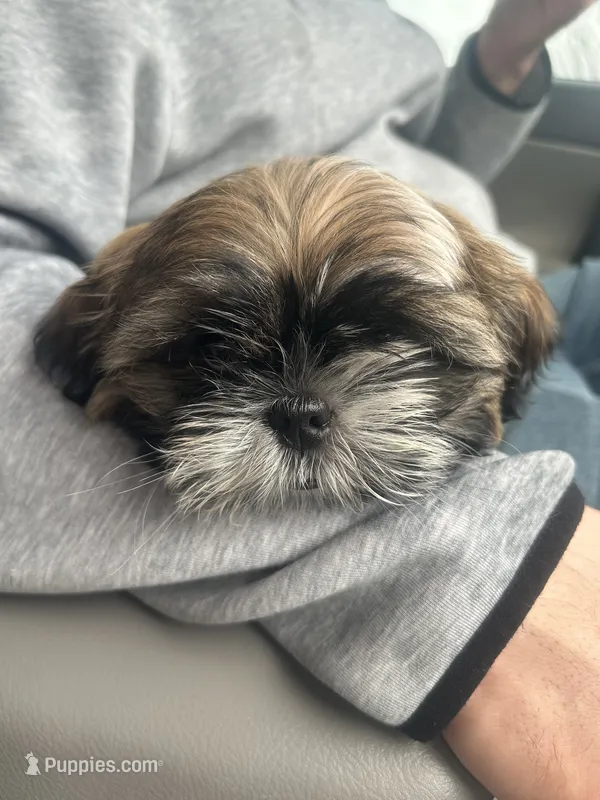 Bella  – Shih Tzu puppy for sale in Providence, RI