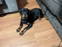 Maxx, a male Rottweiler for sale in Jamaica, NY – 1 of 3