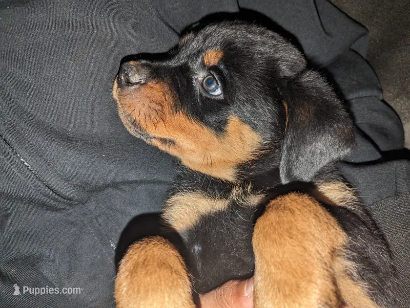 Roxy – Rottweiler puppy for sale in Jamaica, NY