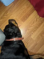 Maxx, a male Rottweiler for sale in Jamaica, NY – 3 of 3