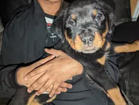Roxy, a female Rottweiler for sale in Jamaica, NY – 2 of 2