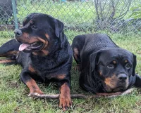 Maxx, a male Rottweiler for sale in Jamaica, NY – 3 of 3