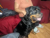 Maxx, a male Rottweiler for sale in Jamaica, NY – 2 of 3