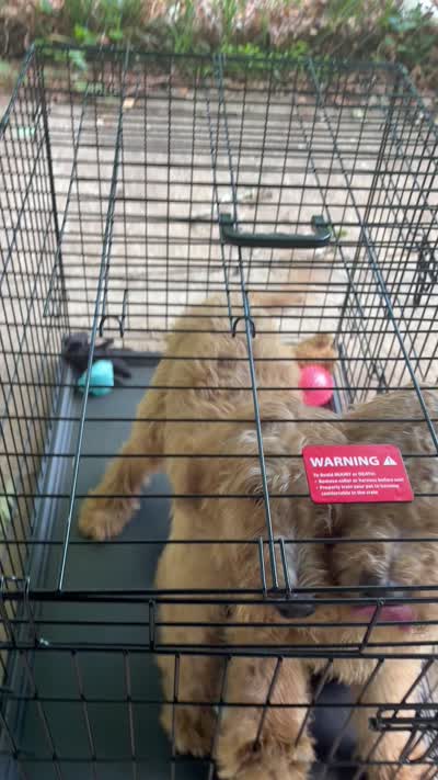 Daisy, a female Goldendoodle for sale in Atlanta, GA – 2 of 2