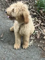Ted, a male Goldendoodle for sale in Atlanta, GA – 2 of 2