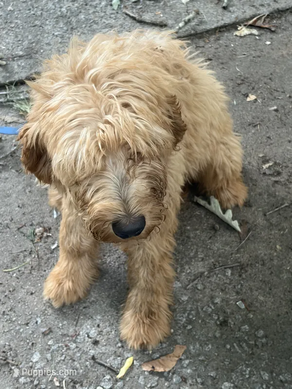 Daisy – Goldendoodle puppy for sale in Atlanta, GA