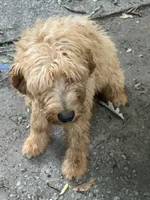 Daisy, a female Goldendoodle for sale in Atlanta, GA – 1 of 2