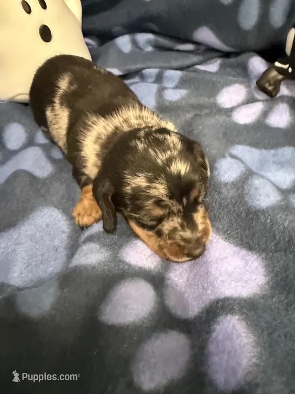 Baby girl – Miniature Dachshund puppy for sale in Spring Hill, FL