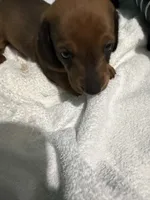Shady Red, a male Miniature Dachshund for sale in Spring Hill, FL – 9 of 10