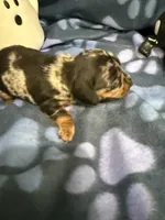 Baby girl, a female Miniature Dachshund for sale in Spring Hill, FL – 4 of 10