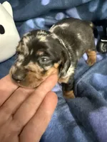 Baby girl, a female Miniature Dachshund for sale in Spring Hill, FL – 2 of 10