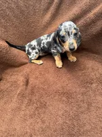 Sweetie, a female Miniature Dachshund for sale in Spring Hill, FL – 6 of 7