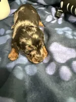 Baby girl, a female Miniature Dachshund for sale in Spring Hill, FL – 3 of 10