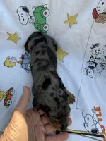BS 2, a female Miniature Dachshund for sale in Spring Hill, FL – 1 of 2