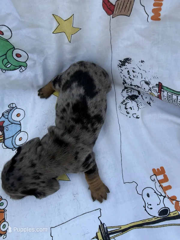 BS 1 – Miniature Dachshund puppy for sale in Spring Hill, FL