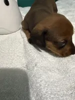 Shady Red, a male Miniature Dachshund for sale in Spring Hill, FL – 8 of 10